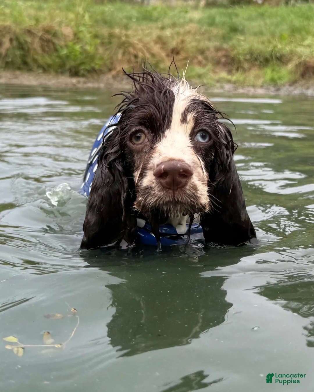 Cocker Spaniel dogs for sale: Geppetto - Ad 5