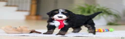 Mini Bernedoodle dogs for sale: Chico - Ad 6
