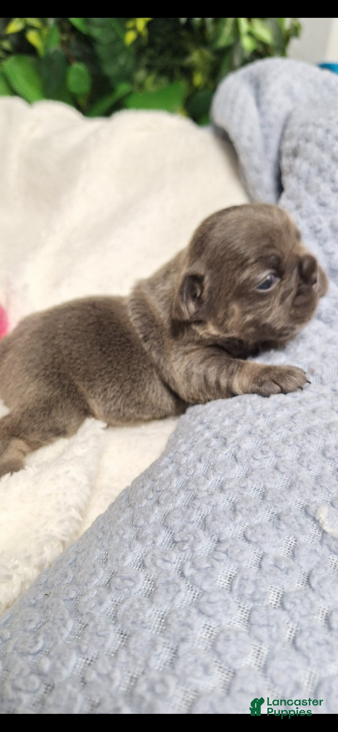 French Bulldog dogs for sale: Ms little  - Ad 5