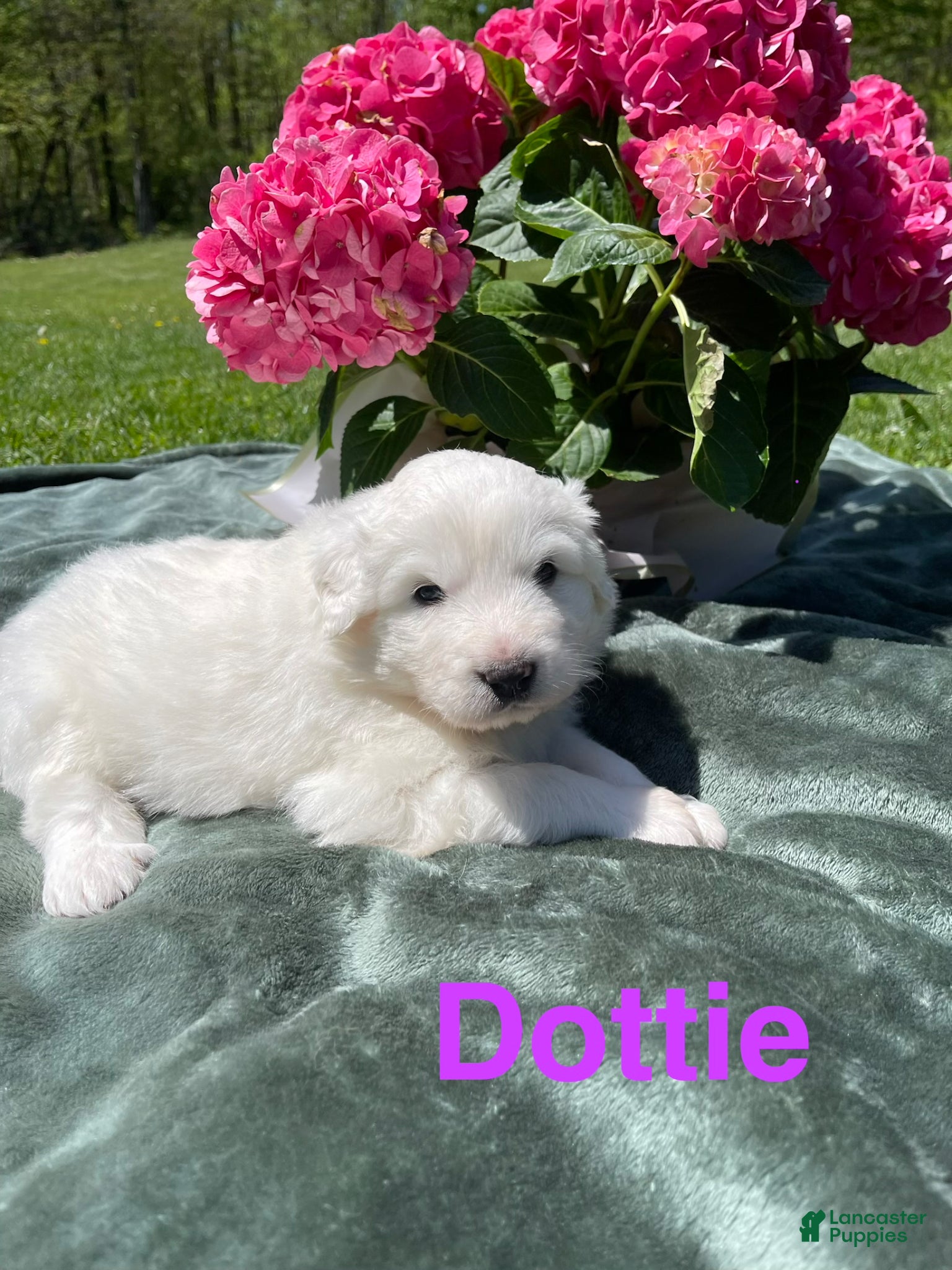 Great Pyrenees dogs Dottie - Ad 6