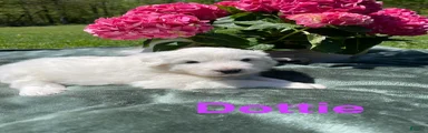 Dottie