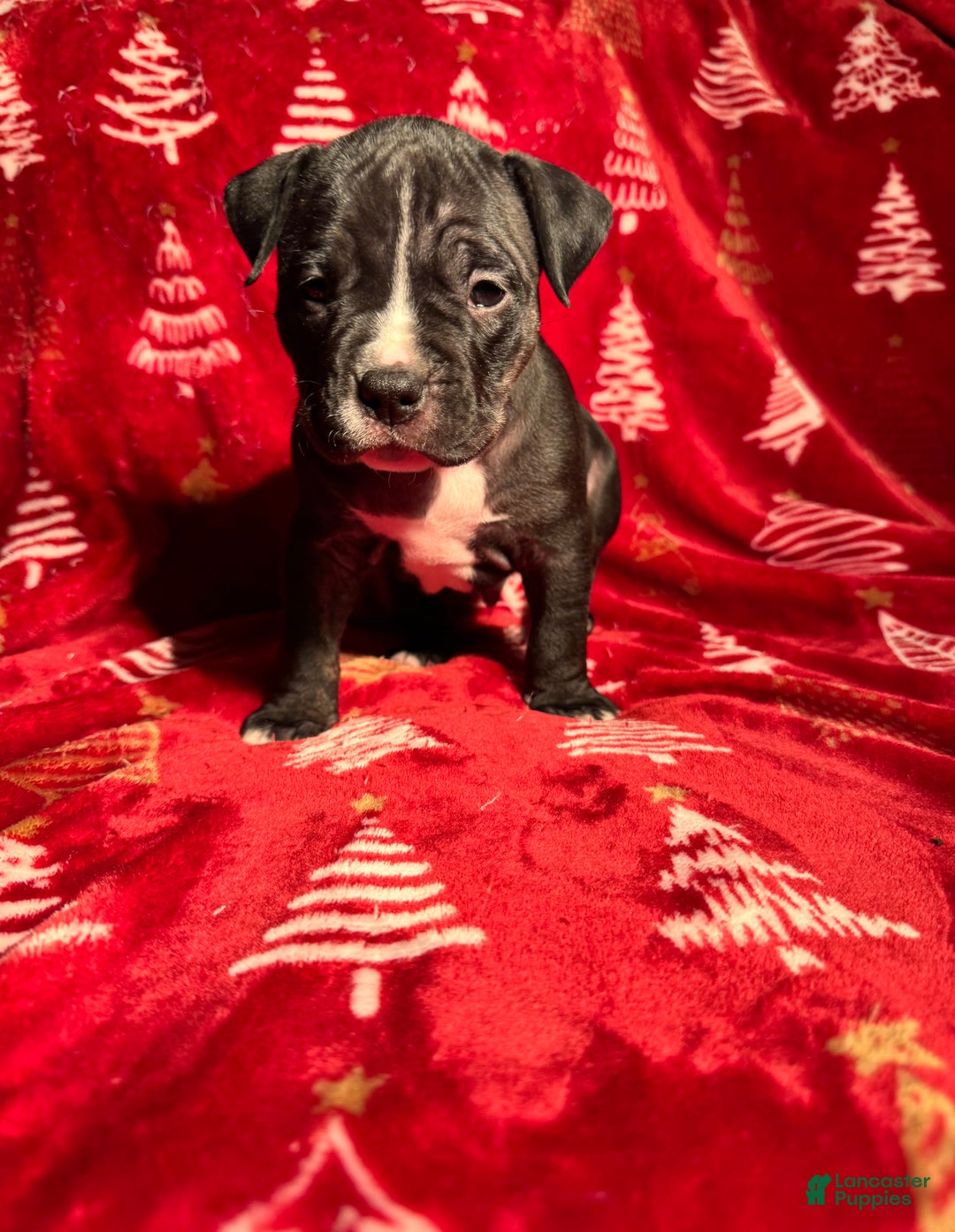 American Bully dogs for sale: American Bully Puppy 2 - Ad 3