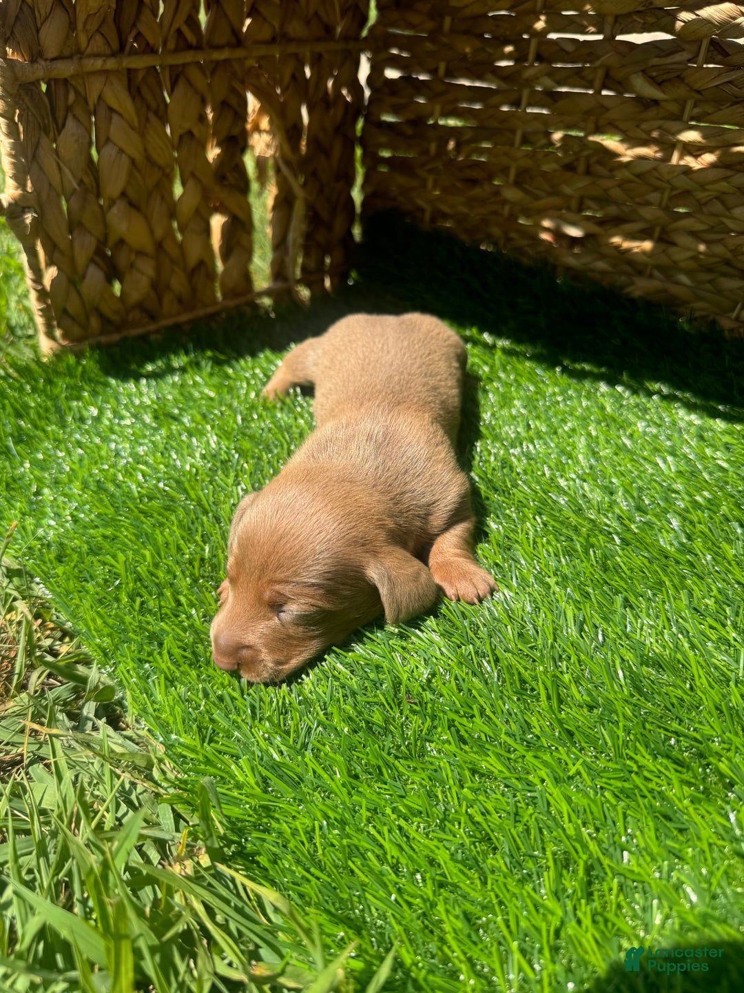 Miniature Dachshund dogs for sale: Jasmine - Ad 5