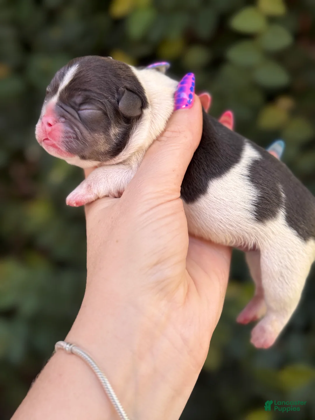 French Bulldog dogs for sale: Cypress - Ad 1