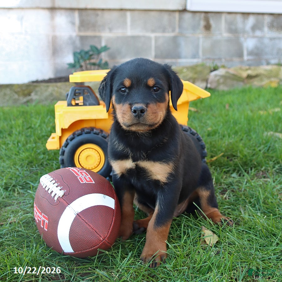 Rottweiler dogs for sale: Dallas - Ad 1