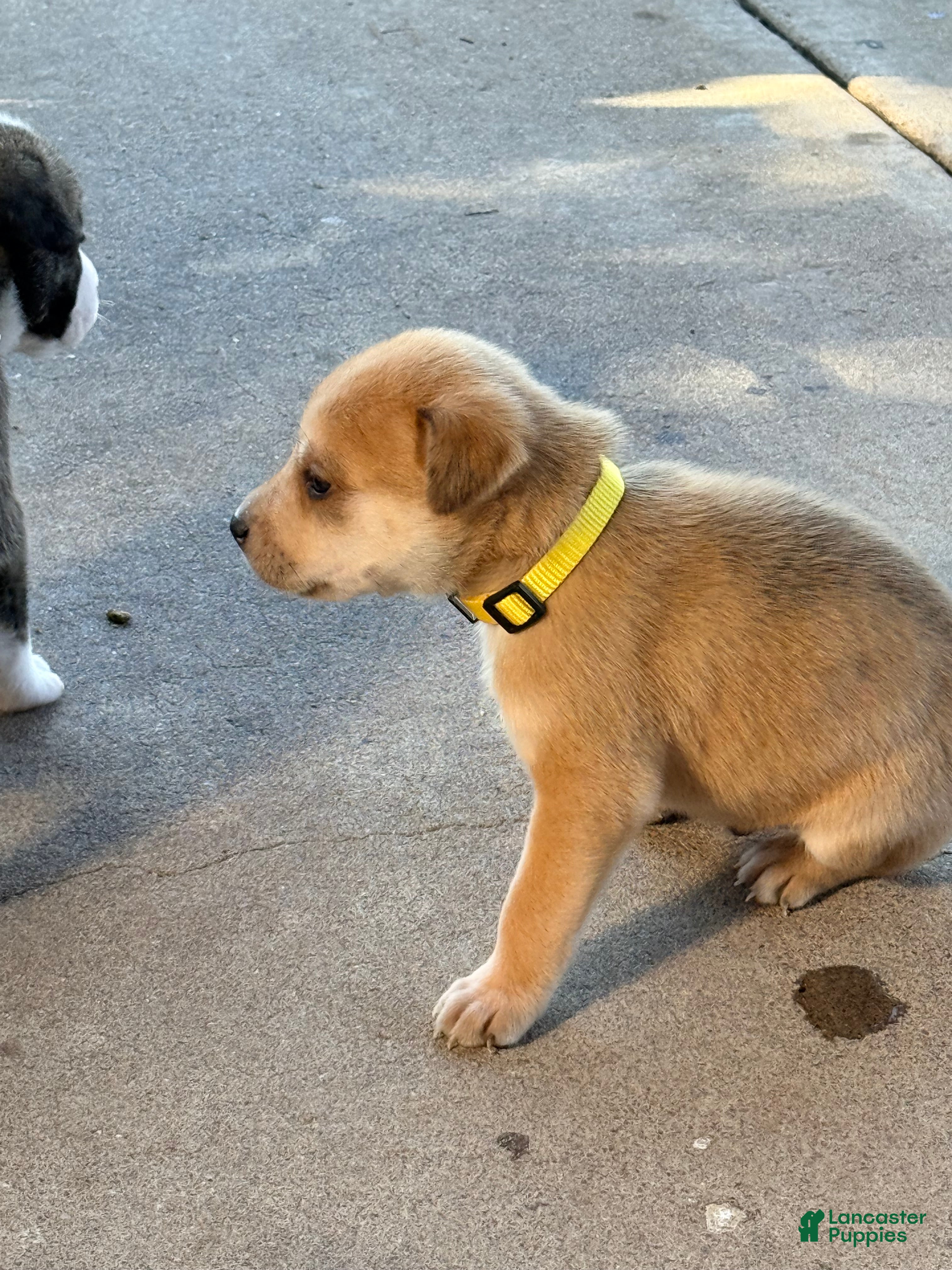 Mixed Breed dogs Pitsky male 4 - Ad 1