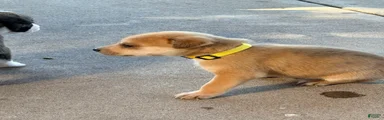 Pitsky male 4