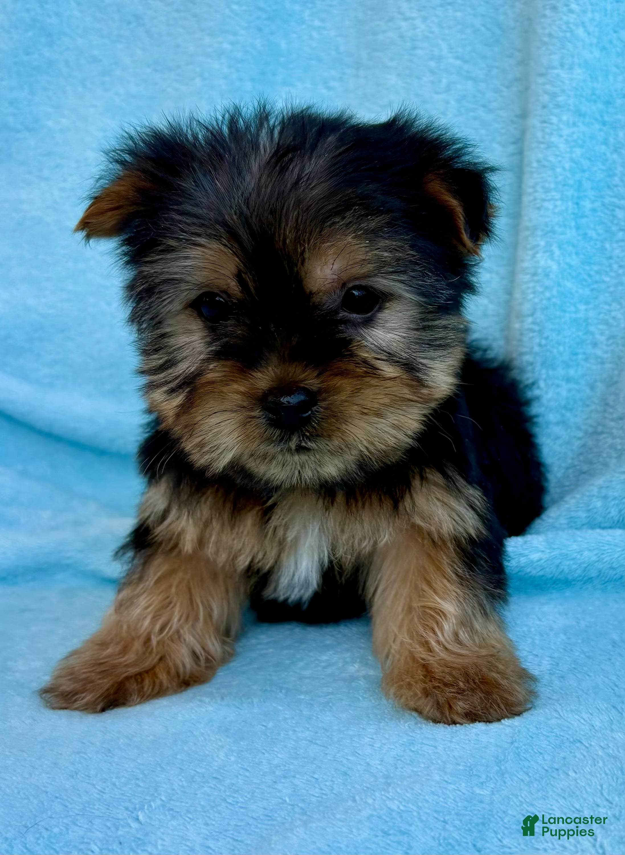 Yorkshire Terrier dogs Yorkshire Terrier Puppy 1 - Ad 1