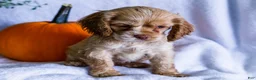Cocker Spaniel dogs for sale: Daisy - Ad 6