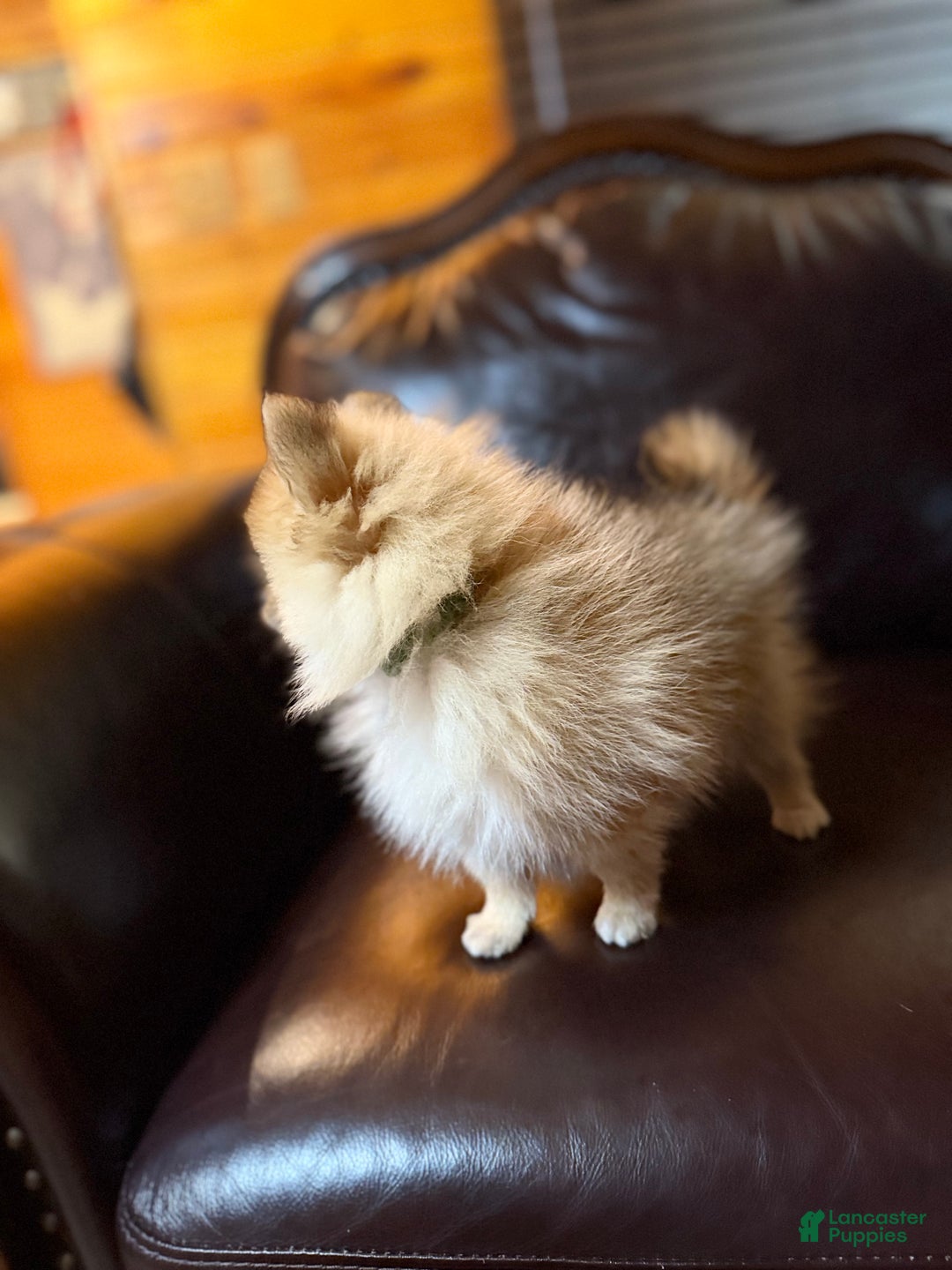 Pomeranian dogs for sale: Tiny Tim  - Ad 25