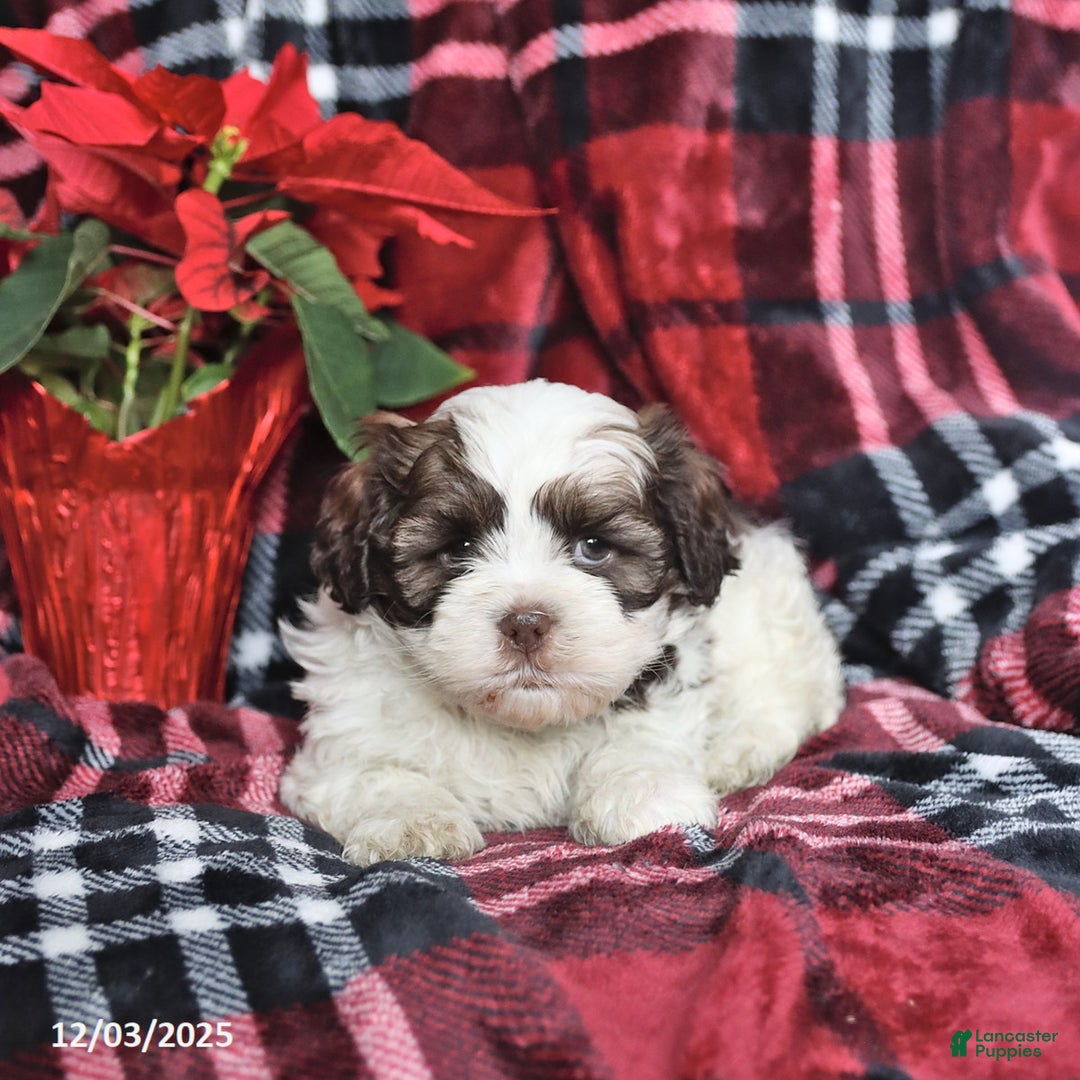 Mixed Breed dogs for sale: Donner - Ad 3