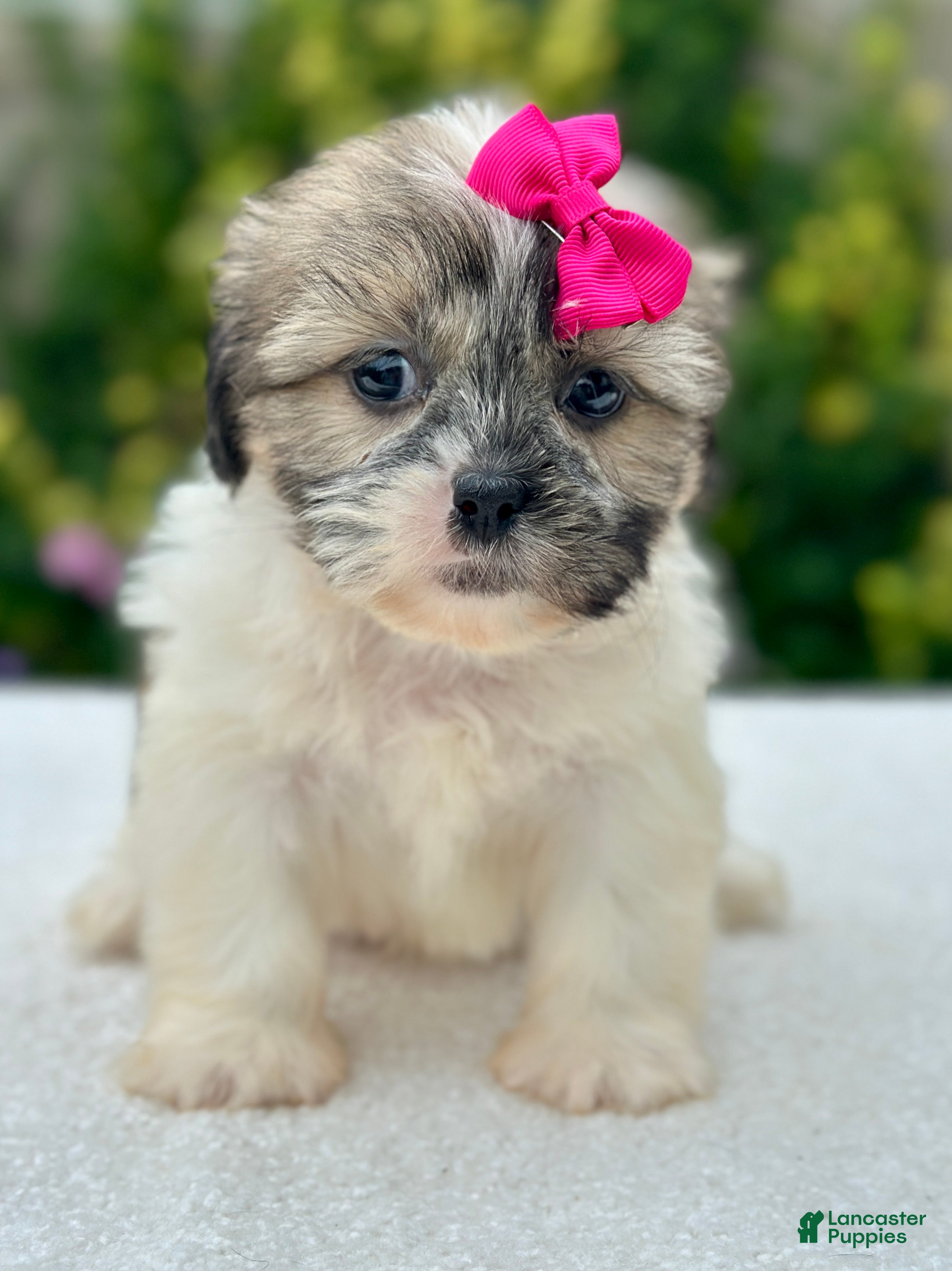 Shih Tzu dogs Girl Ruby 0832 - Ad 2