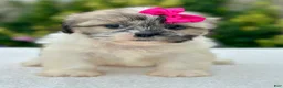 Shih Tzu dogs for sale: Girl Ruby 0832 - Ad 2
