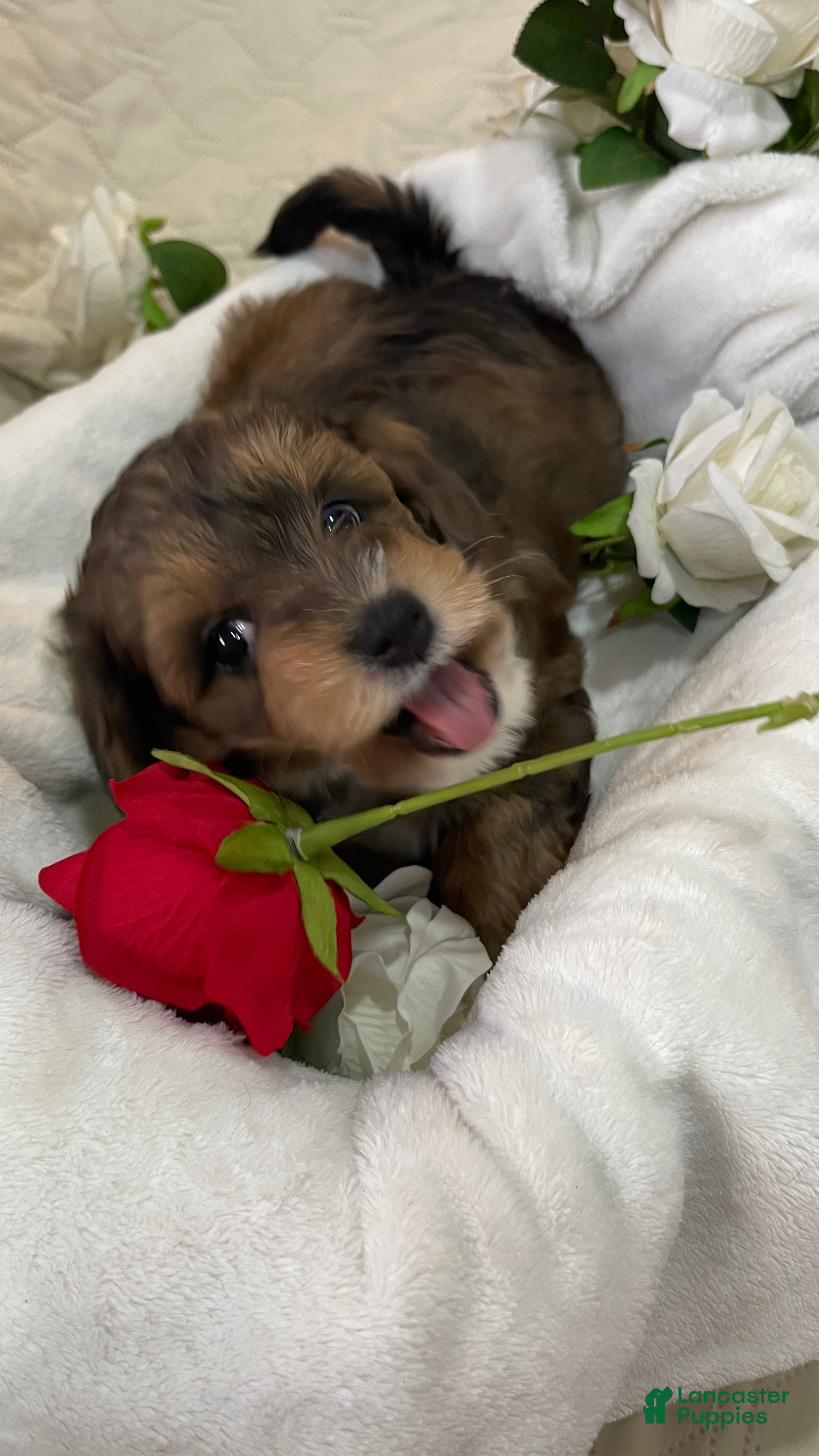 Aussiedoodle dogs Lady - Ad 2