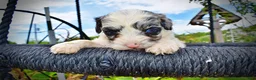 Havapoo dogs for sale: Skye - Ad 4