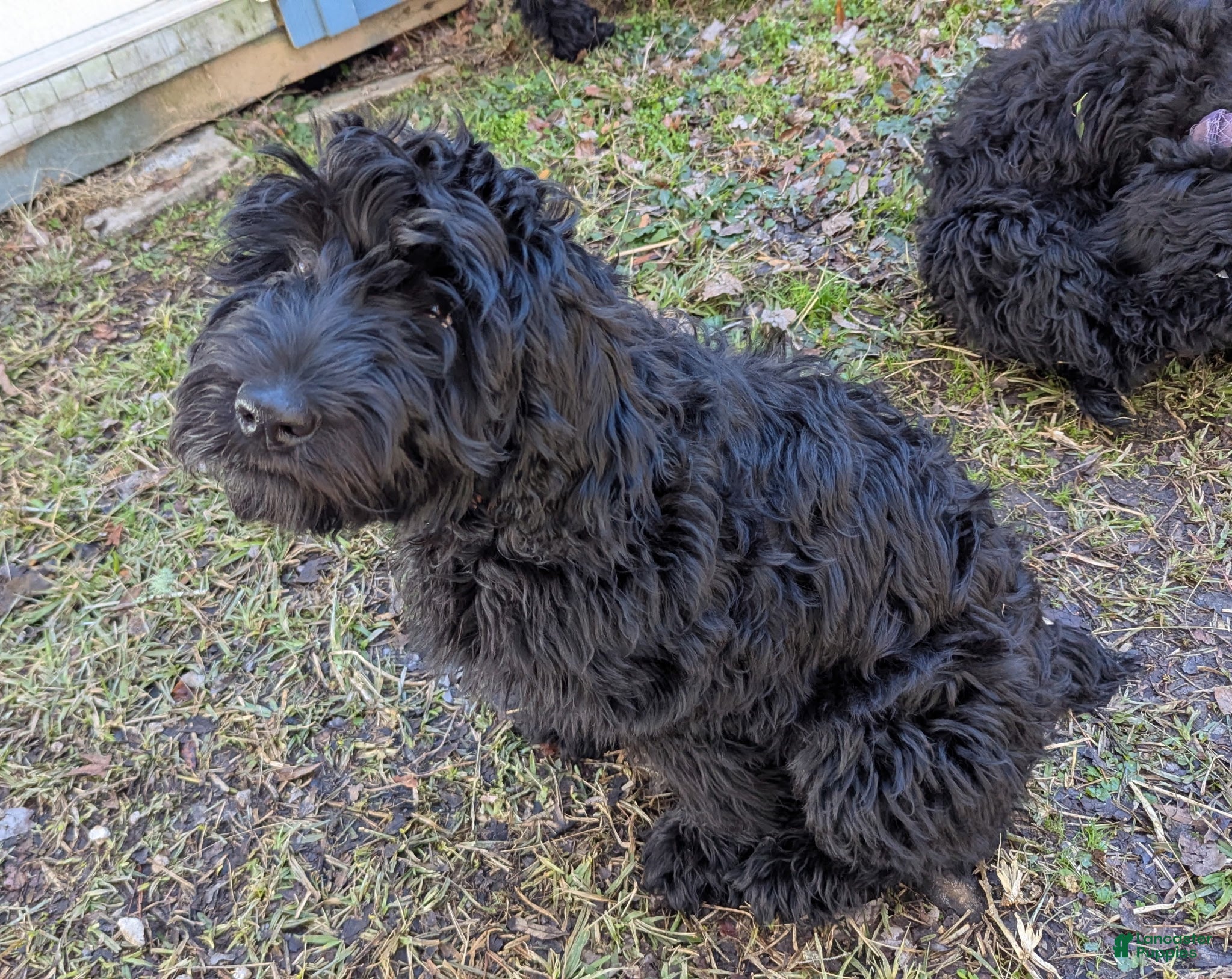 Whoodle dogs Orange - Ad 4