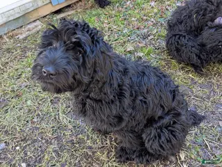 Whoodle dogs Orange - Ad 4