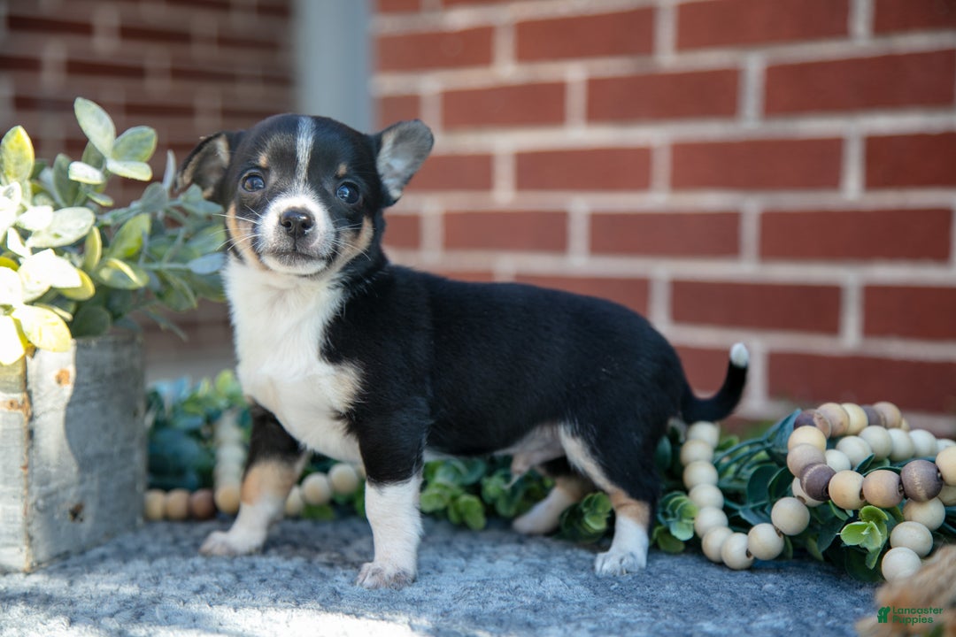 Chihuahua dogs for sale: Punk - Ad 1