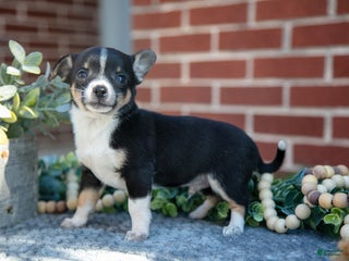 Chihuahua dogs Punk - Ad 5