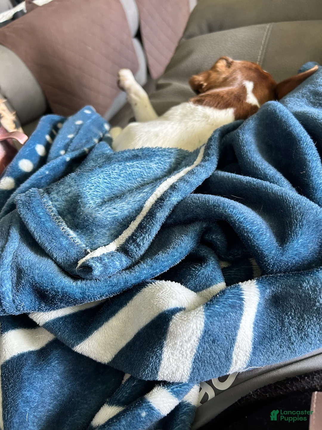 Chihuahua dogs for sale: Chihuahua 1 - Ad 2