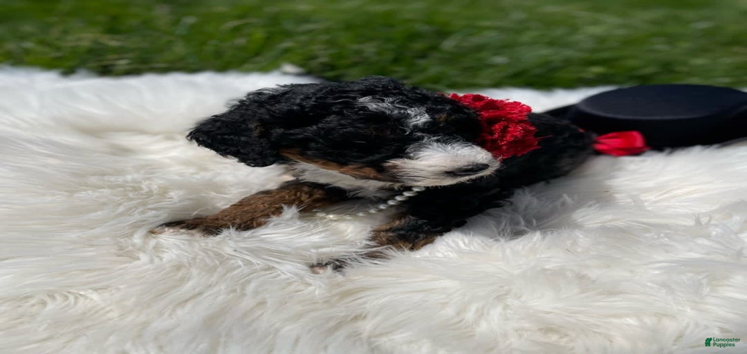 Gallery Image {{count}}