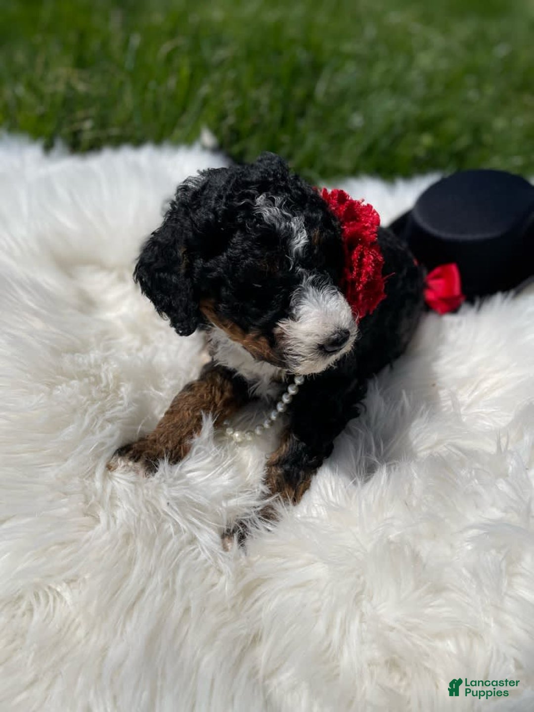 Gallery Image {{count}}