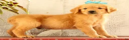 Golden Retriever dogs for sale: Nelson - Ad 5