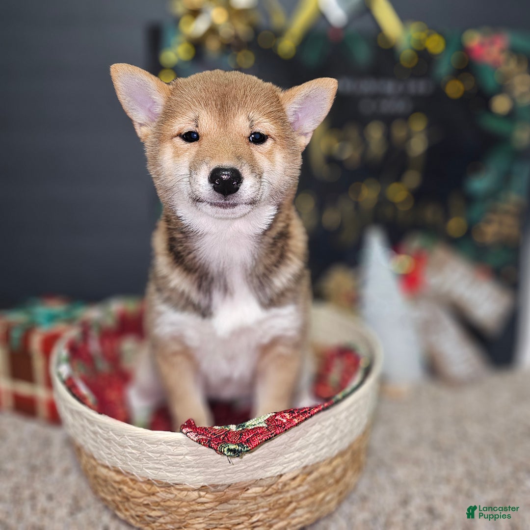 Shiba Inu dogs for sale: Mika - Ad 1