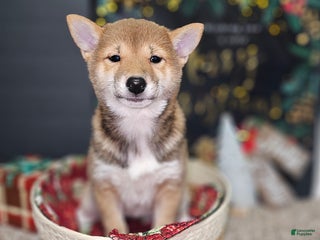 Shiba Inu dogs Mika - Ad 41