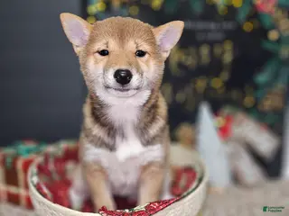 Shiba Inu dogs Mika - Ad 26