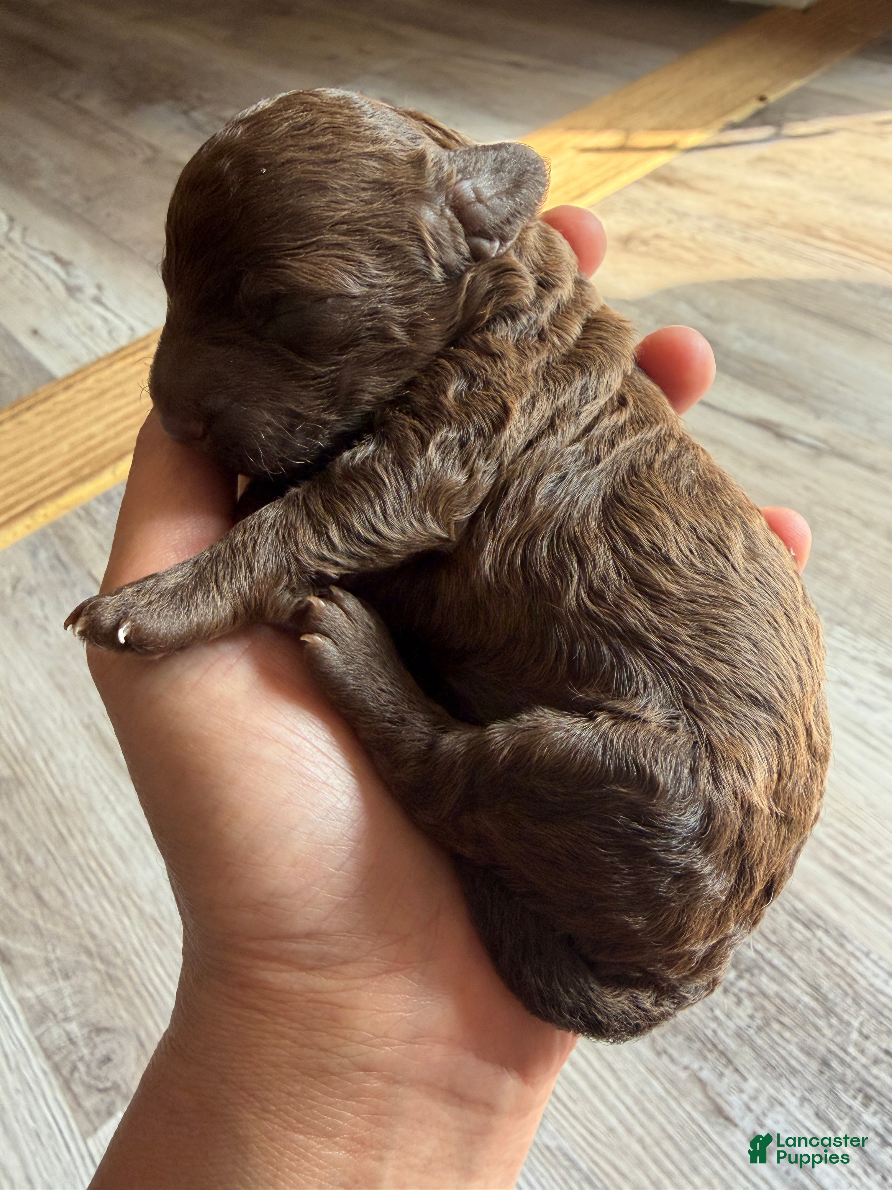 Toy Poodle dogs Toy Poodle Puppy 2 - Ad 2