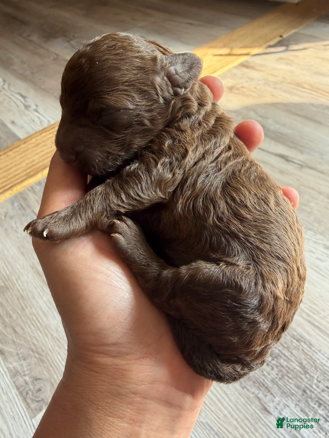 Toy Poodle dogs for sale: Toy Poodle Puppy 2 - Ad 1