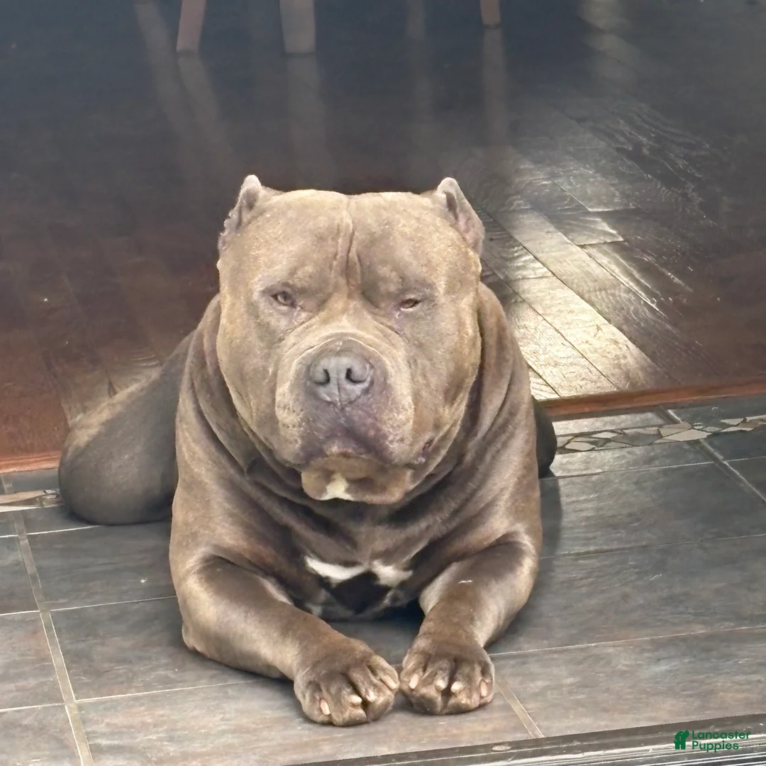 American Pit Bull Terrier dogs for sale: American Pit Bull Terrier Puppy 7 - Ad 5