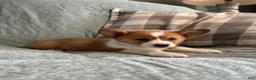 Welsh Corgi Pembroke dogs for sale: Welsh Corgi Pembroke 3 - Ad 18
