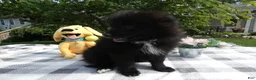 Pomeranian dogs for sale: Pomeranian 4  Blackie - Ad 3
