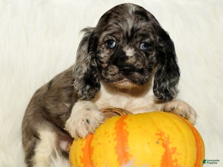 Cocker Spaniel dogs - Ad 1