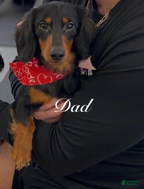 Miniature Dachshund dogs Long haired mini *Tilly* - Ad 2