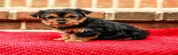Yorkshire Terrier dogs for sale: Joy (Small) - Ad 4
