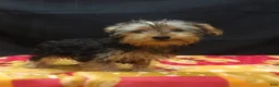 Yorkshire Terrier dogs for sale: Samson - Ad 4
