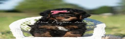 Maltipoo dogs for sale: Cider F1 - Ad 4
