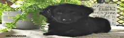 Golden Shepherd dogs for sale: Lady  - Ad 3
