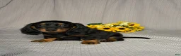 Dachshund dogs for sale: Debbie  - Ad 3