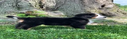 Bernese Mountain Dog dogs for sale: Forrest - Ad 7