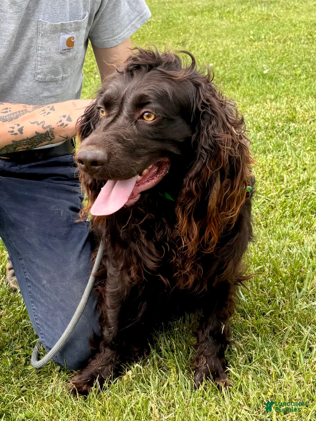 Boykin Spaniel dogs for sale: Boykin Spaniel Puppy 1 - Ad 3