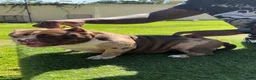 American Bully dogs for sale: S’mores - Ad 1
