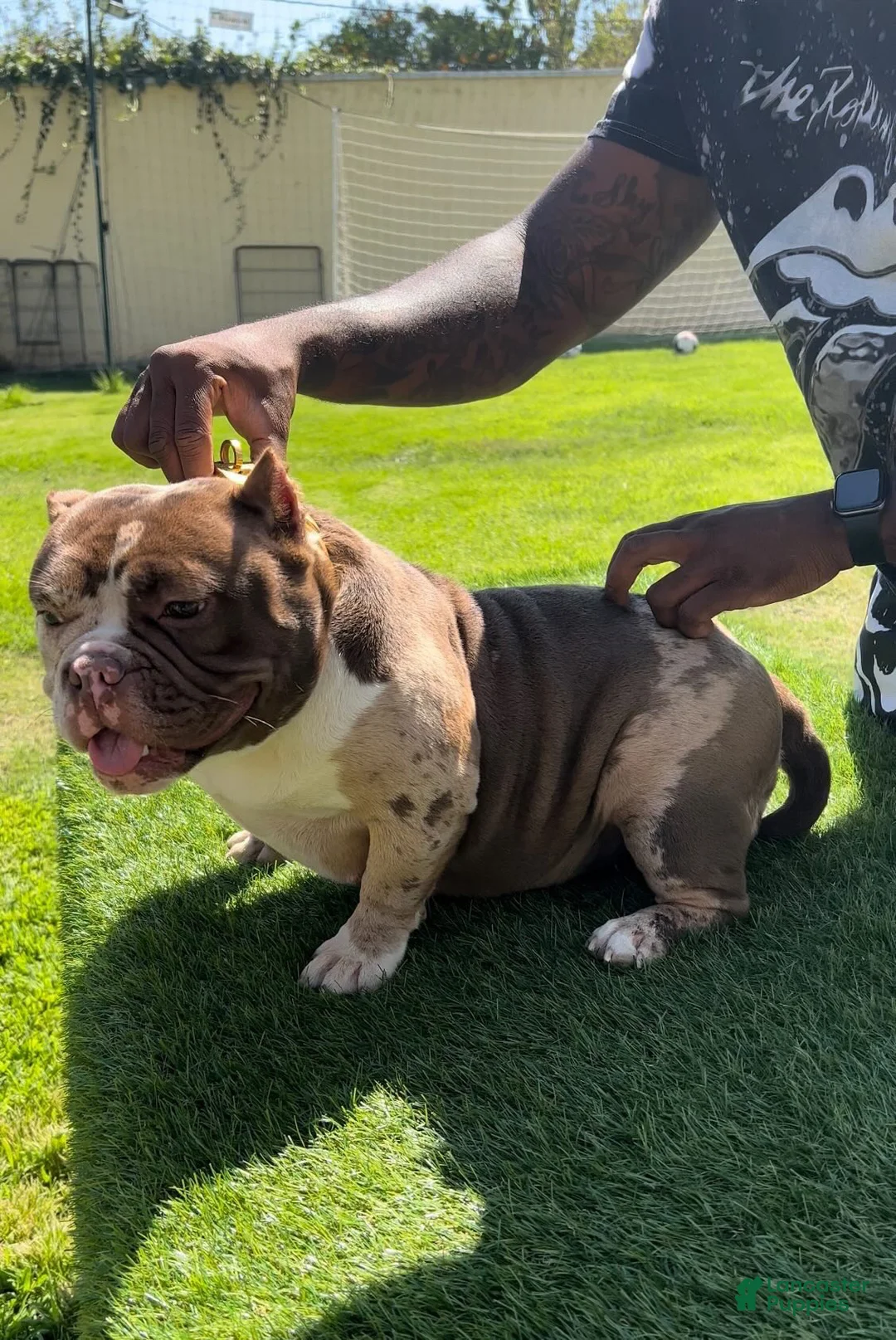 American Bully dogs for sale: S’mores - Ad 1