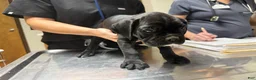 Boxer dogs for sale: Rio AKC Euro - Ad 6