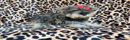 Miniature Schnauzer dogs for sale: Pixie - Ad 2