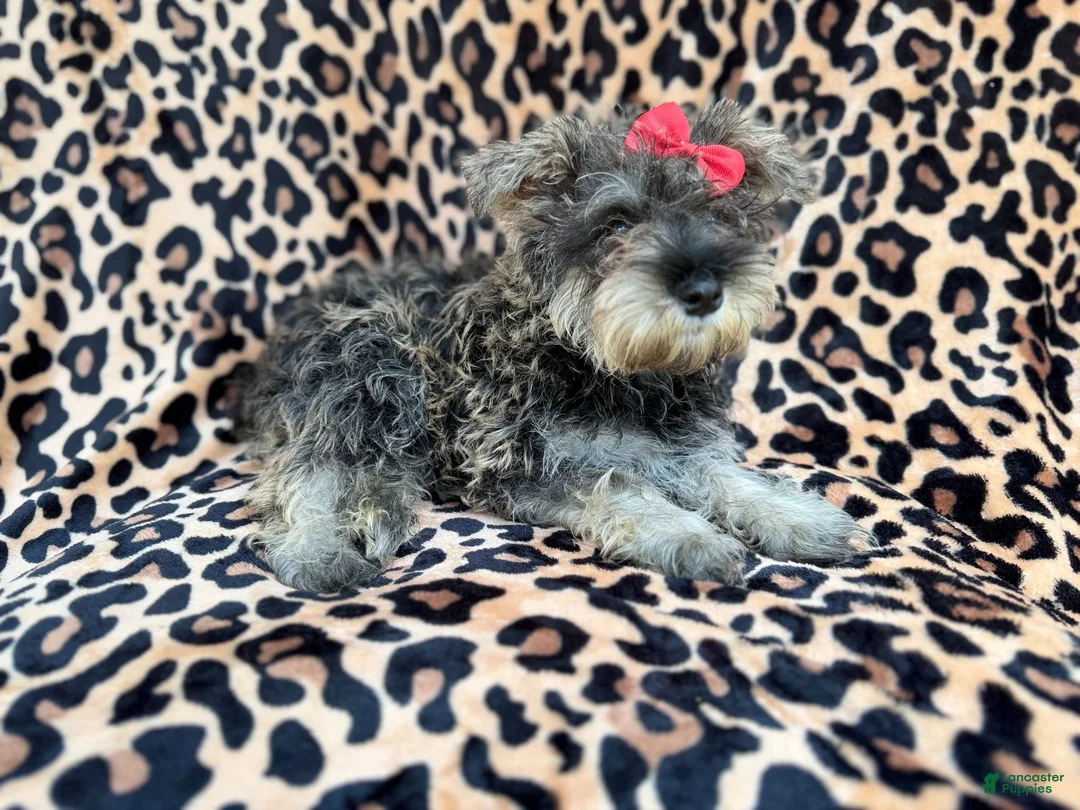 Miniature Schnauzer dogs for sale: Pixie - Ad 2