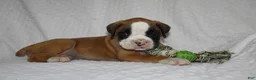 Boxer dogs for sale: Bentley - Ad 3